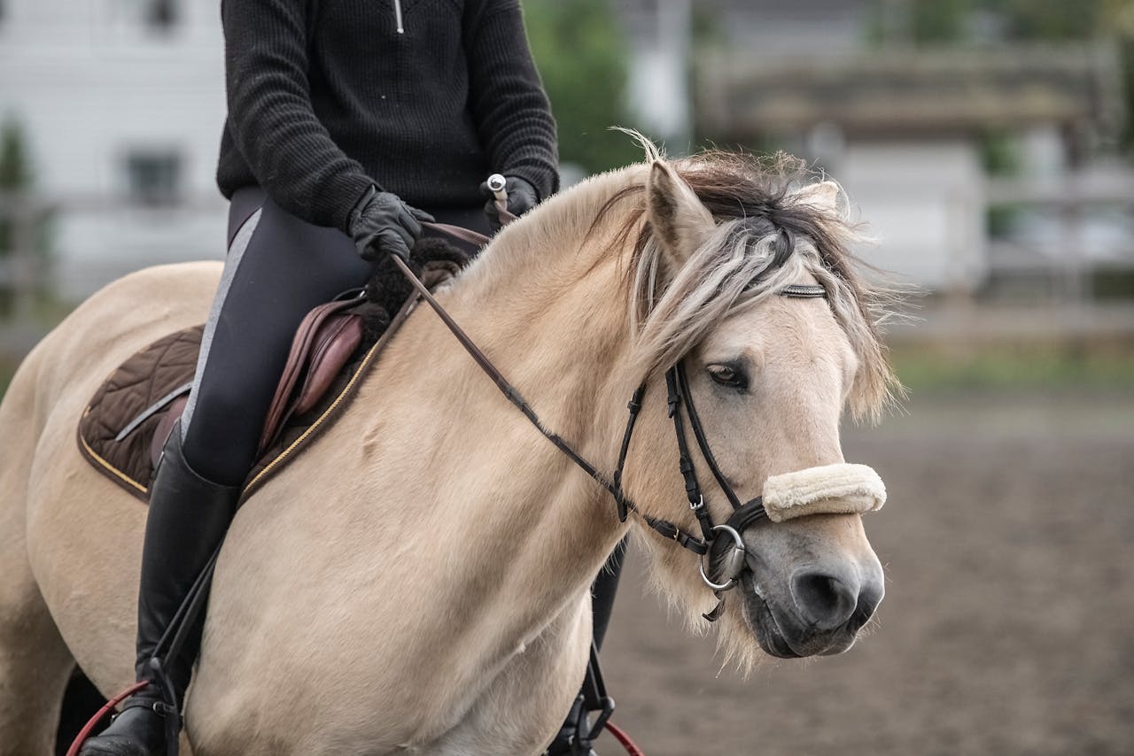 gallery-1 A rider in action on a Norwegian Fjord horse during equestrian training outdoors.